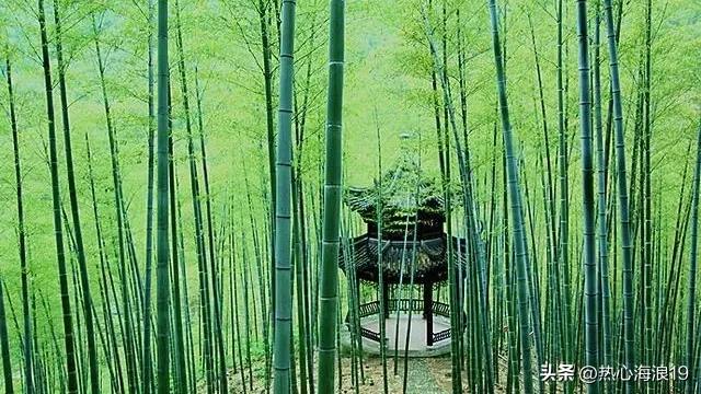 来自中国大竹海的静思