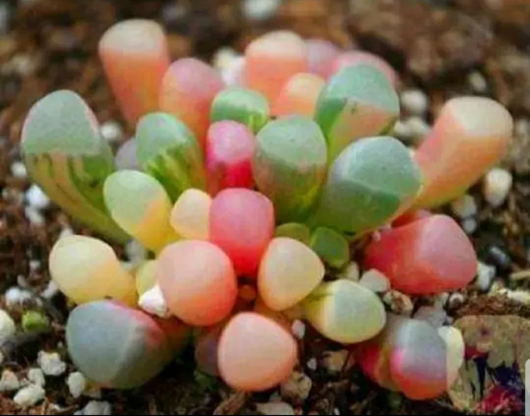 多肉植物石头开花,多肉石头花秋季