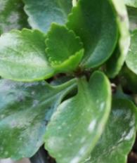 长寿花叶子出现白色粉末,长寿花叶子中间有白块是怎么回事