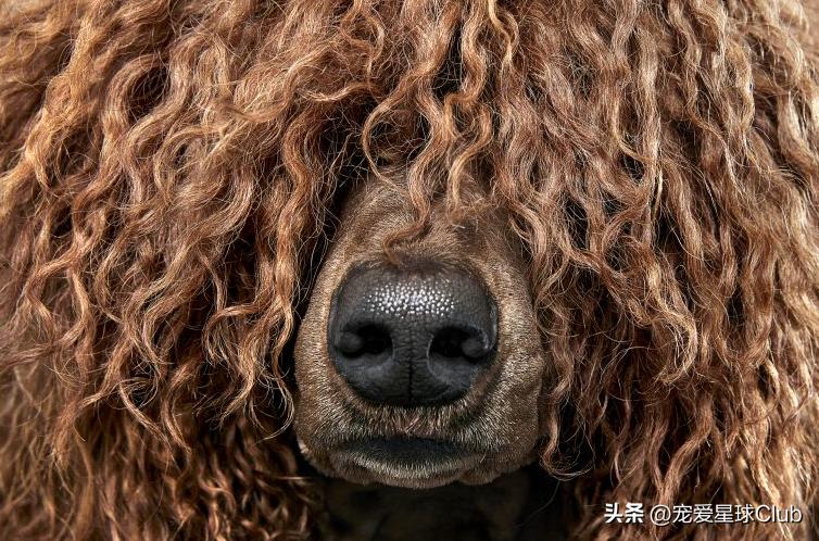 狗狗掉毛都快秃了还痒,狗狗尾巴毛掉秃了怎么回事