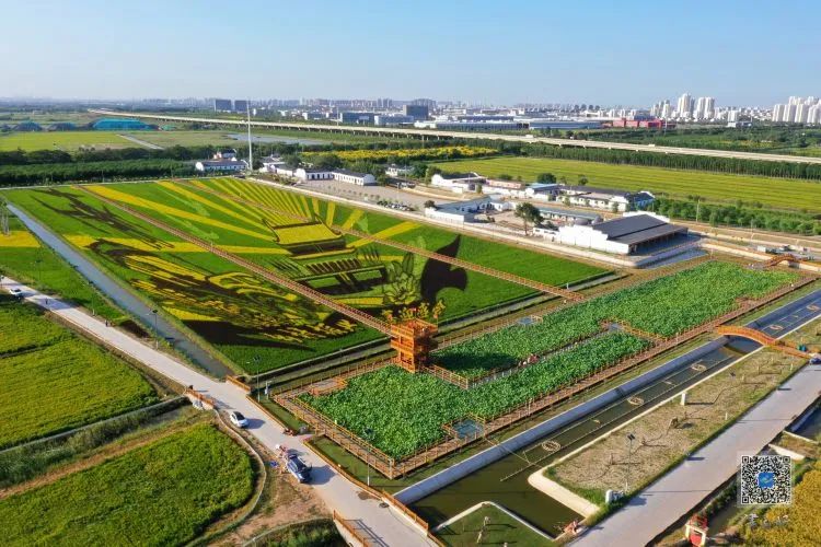 创文后家乡的变化,津南区创文成功了么