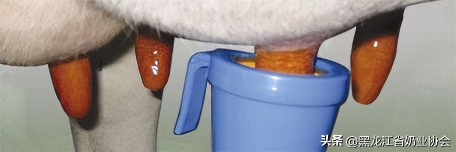 奶牛乳房炎的诊断与治疗方法研究,奶牛乳房炎的预防