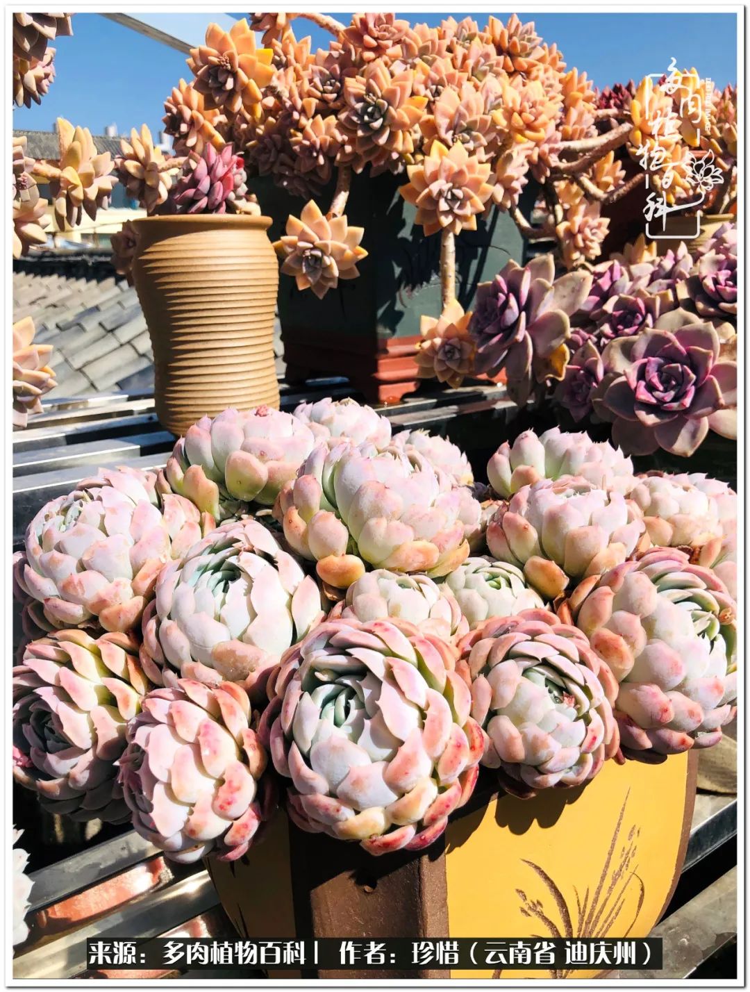 给生命一份淡然还岁月一份从容,给生命留一份洒脱的话