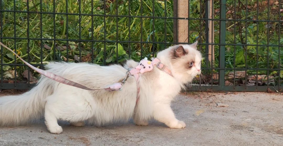 团购团长跑路维权,团购团长新闻事件