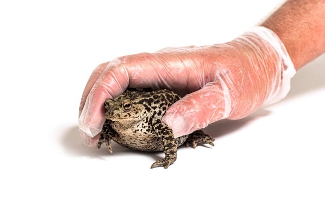 取蟾蜍毒素,蟾蜍除毒素