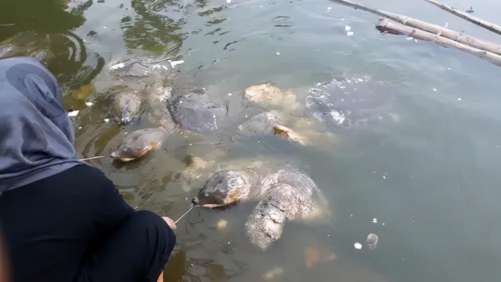 巴西龟是入侵物种为什么还要养,巴西龟可以吃蓝色小龙虾吗