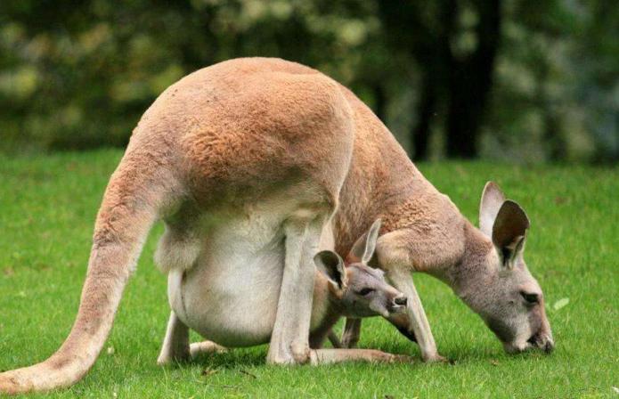 精灵宝可梦袋兽什么属性,宝可梦草系袋鼠