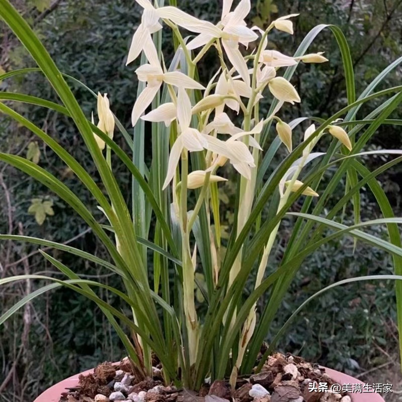 兰花界的“无冕之王”，曾价值连城，如今成普草，爱兰人必备