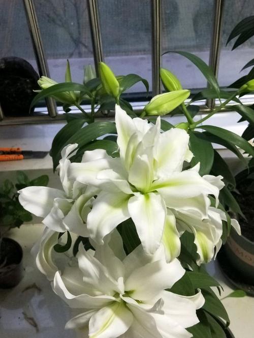 香水百合花怎么种植和养护视频,香水百合怎么养视频教学