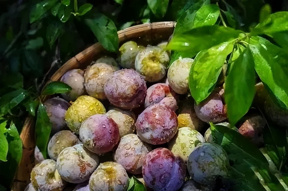 又到了吃三华李的季节,夏天就要吃酸酸甜甜的三华李