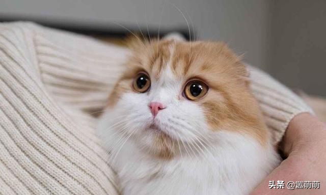 猫咪应激大小便失禁喘气怎么办,猫咪发屎疯是什么原因