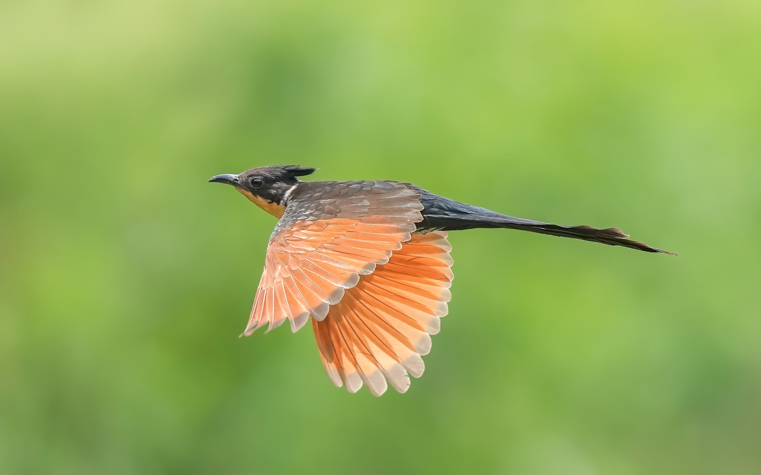 王者归来1-100级,索尼alpha1教程