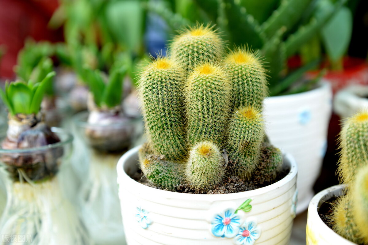 好养的植物小型图片和养殖方法,最好养的10种种植物