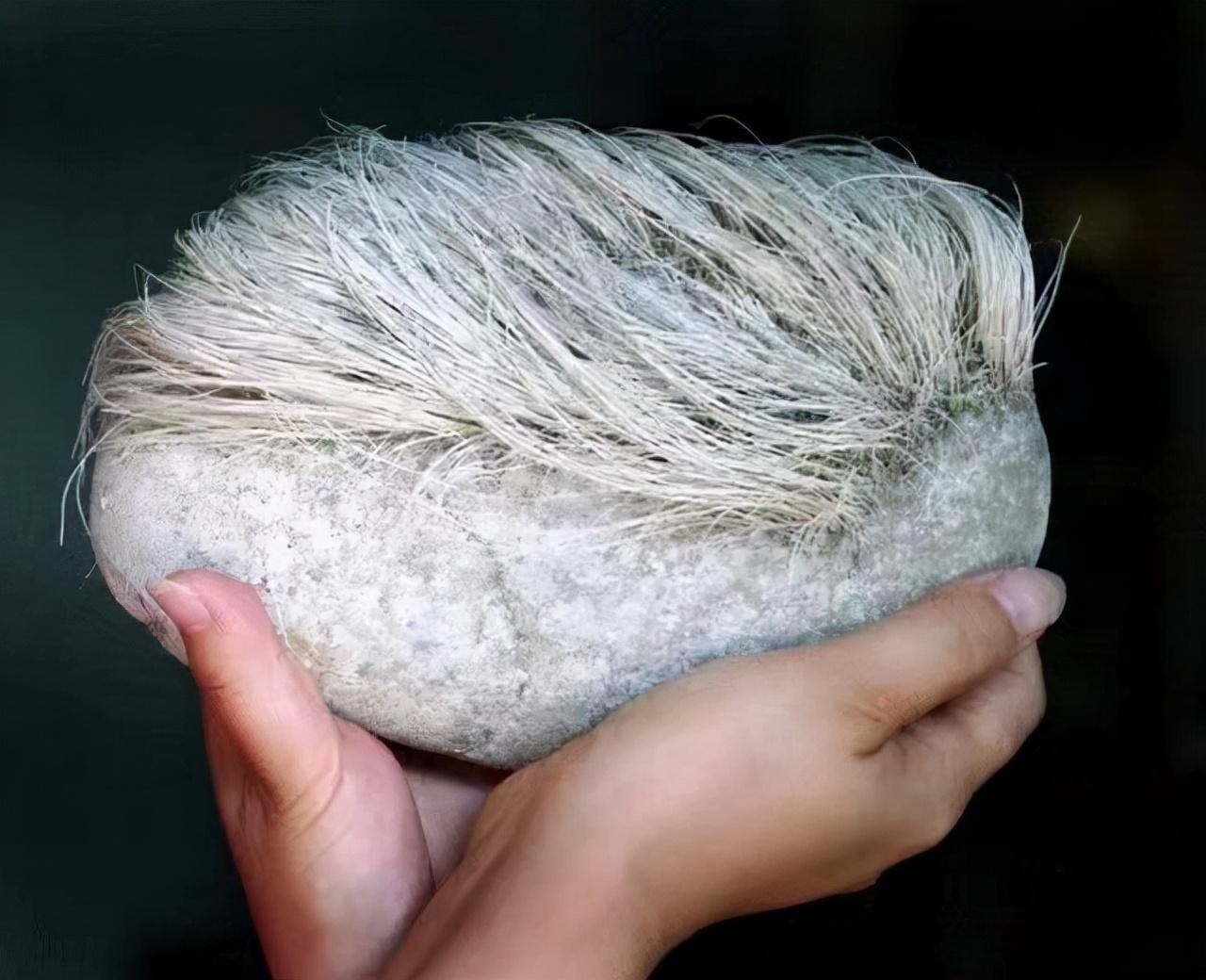 辽宁男人用18万买下了奇石,辽宁男子花5000万买下原石