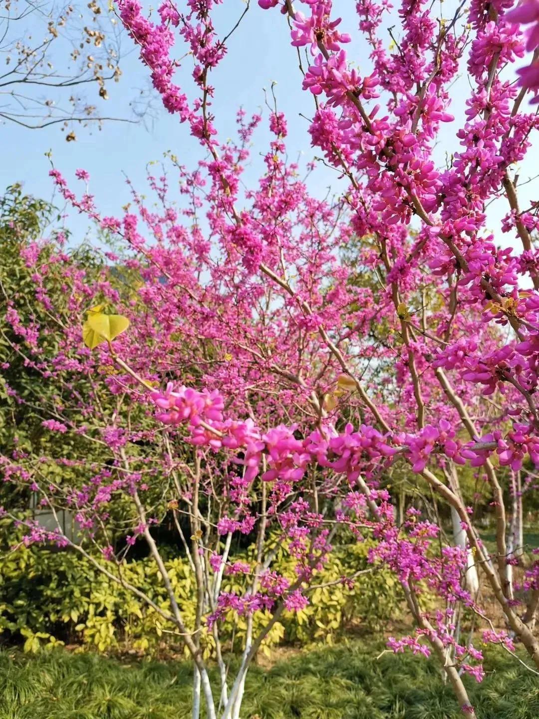 大草坪放风筝,草坪大风筝