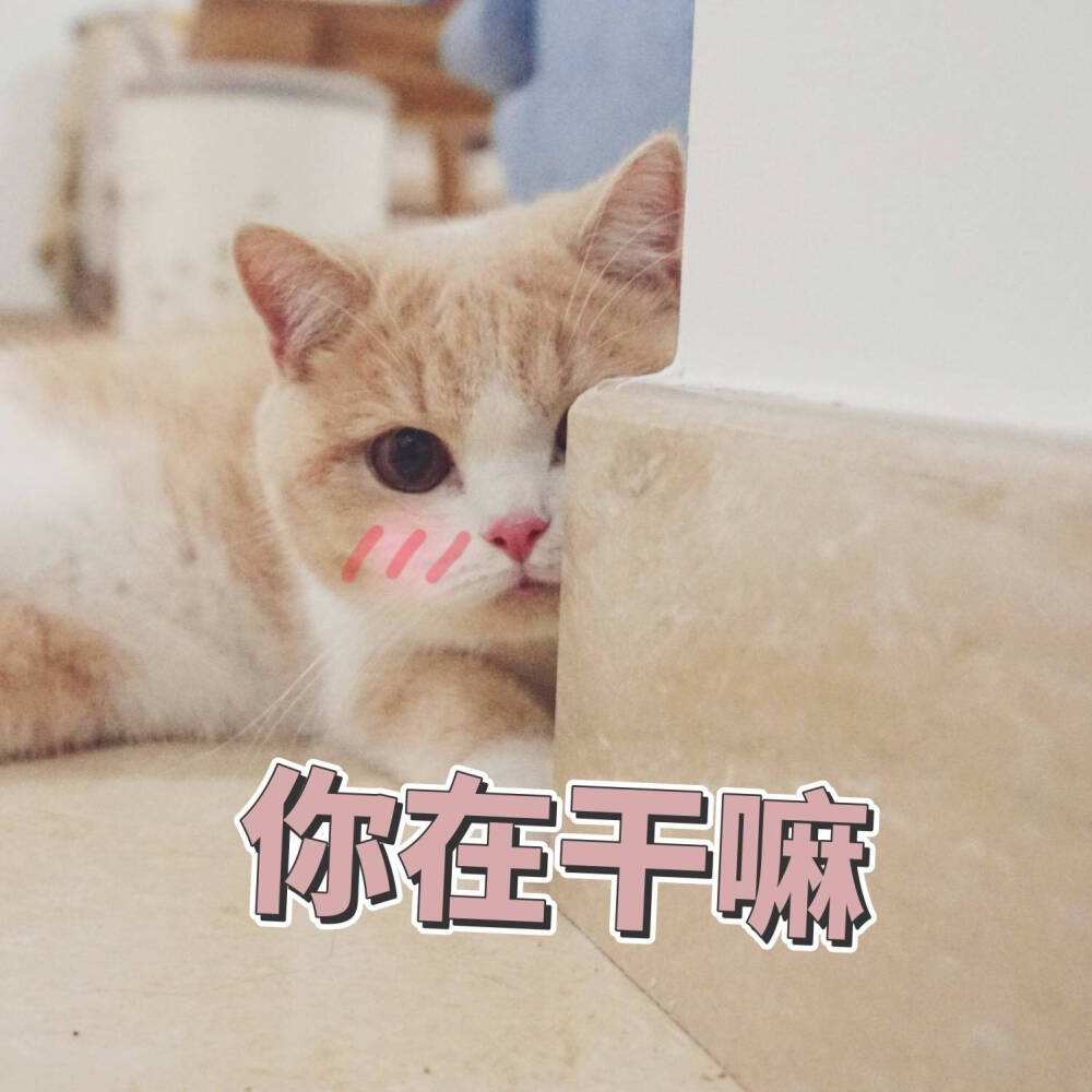 猫咪的名字应该叫什么才最可爱,猫咪经常喵喵叫代表什么