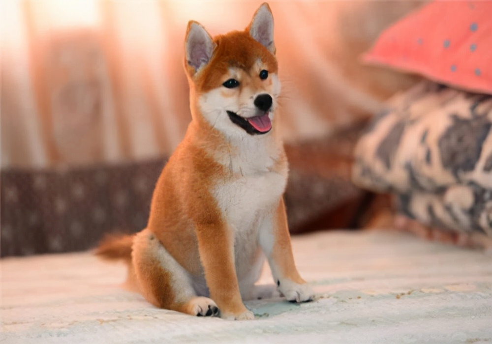 狗来大姨妈的后几天可以洗澡吗,狗来大姨妈时可以洗澡吗