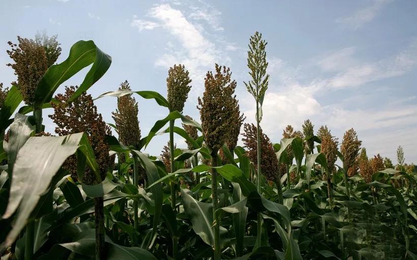 高粱种子图片大全,大片高粱成熟图片