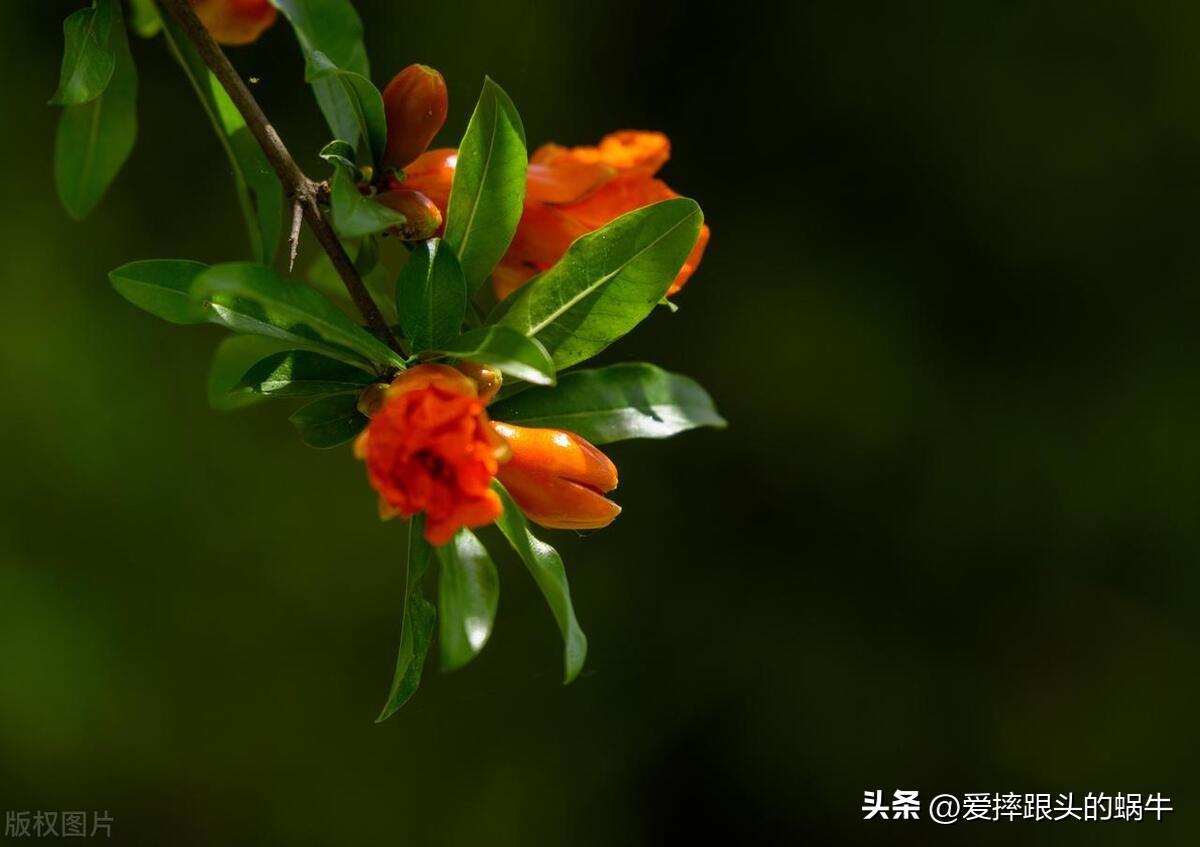 石榴花壁纸生如夏花,石榴花盛开的夏天