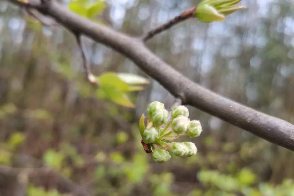 春天挖野菜图片大全,最全野菜图集63种野菜大图鉴