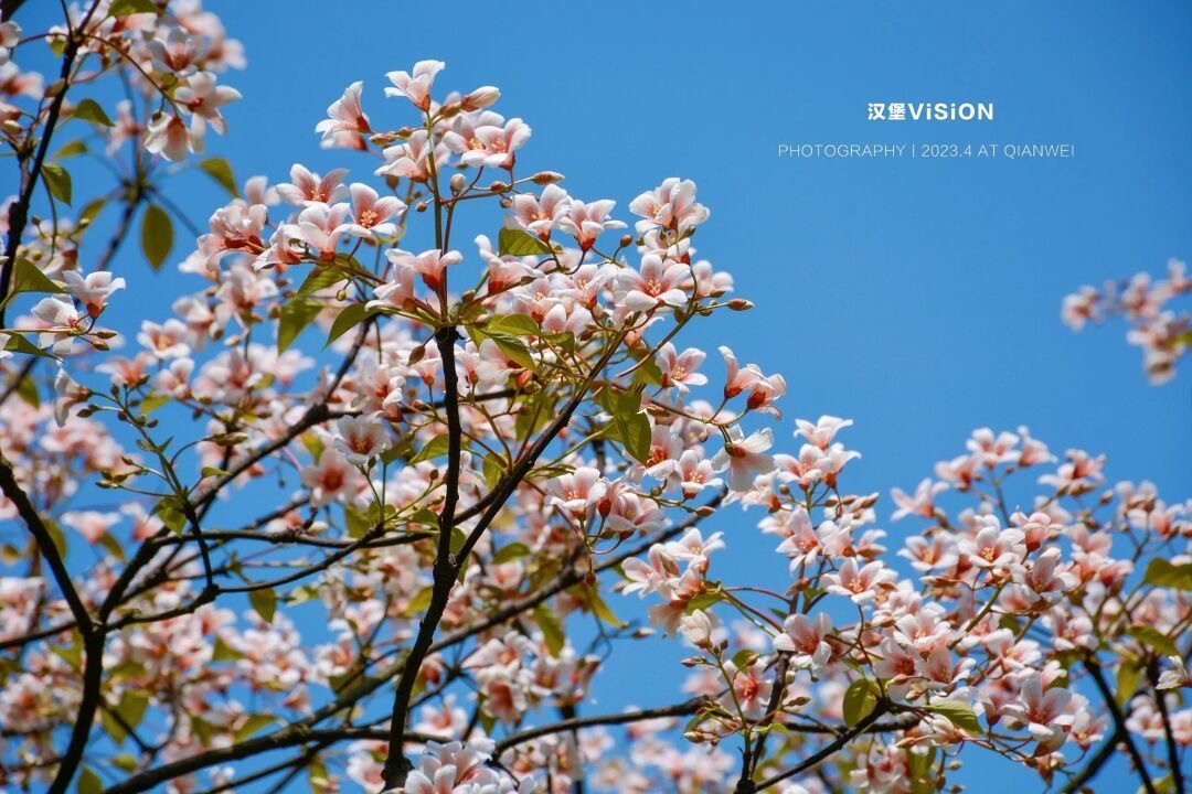 成都芍药花海景区,成都市内芍药花海
