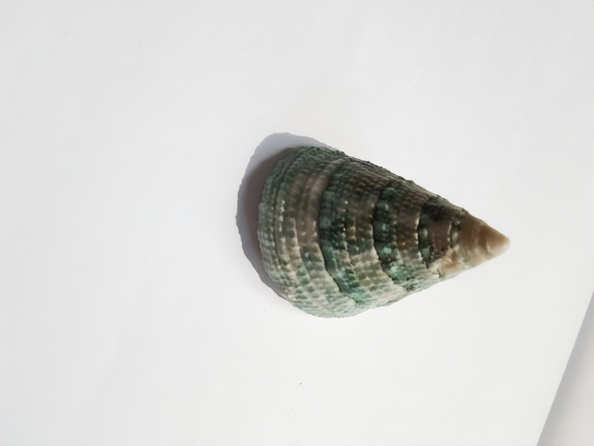 海南海鲜贝类有哪些,海南海鲜贝类