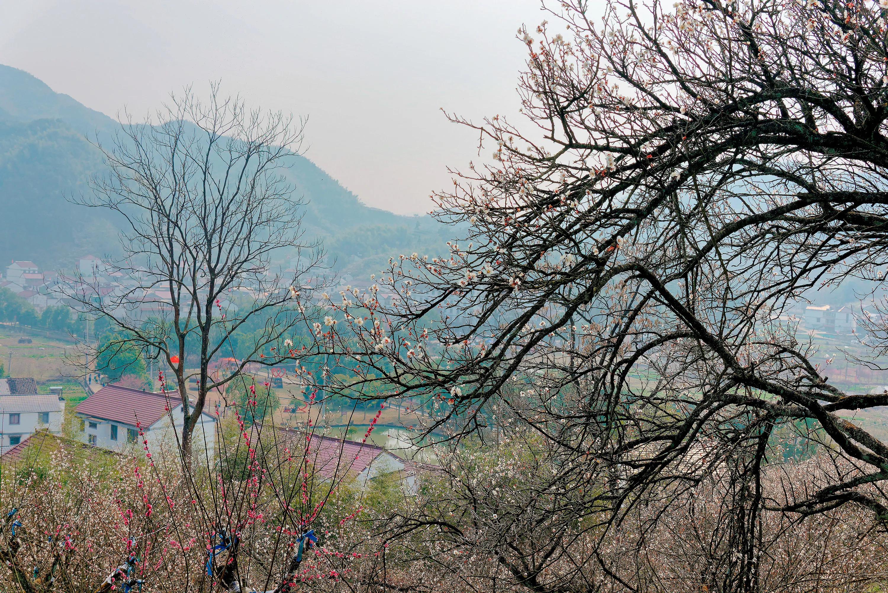 社日是几月几日,社日是由哪天计算的