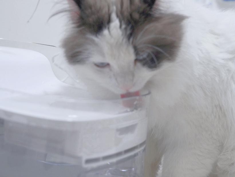 猫咪饮水机自动循环过滤测评,猫咪饮水机免过滤