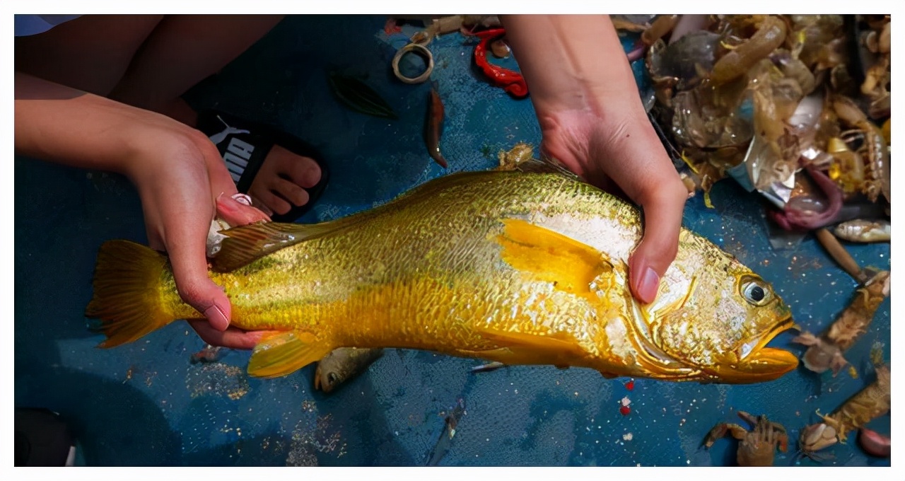 天价野生大黄鱼,浙江省捕获7斤野生大黄鱼