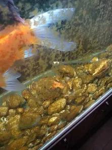 养什么能把玻璃鱼缸清理干净,鱼缸玻璃上的黄垢怎样避免