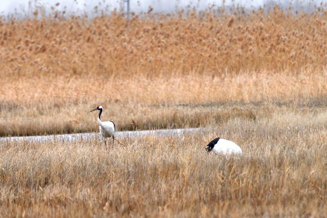 江苏亲子游必去十大景点,江苏丹阳十大旅游景点