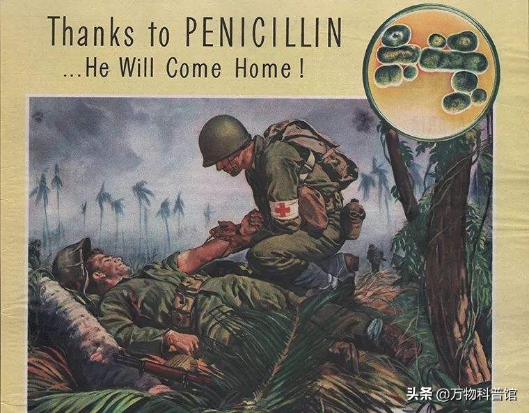 青霉素如何由黄金价变成白菜价的,我国青霉素一吨价格多少