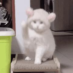 养猫有细菌浪费钱吗,养猫有用吗