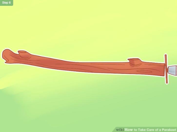 怎么照顾虎皮幼鸟,怎么照料小虎皮鹦鹉