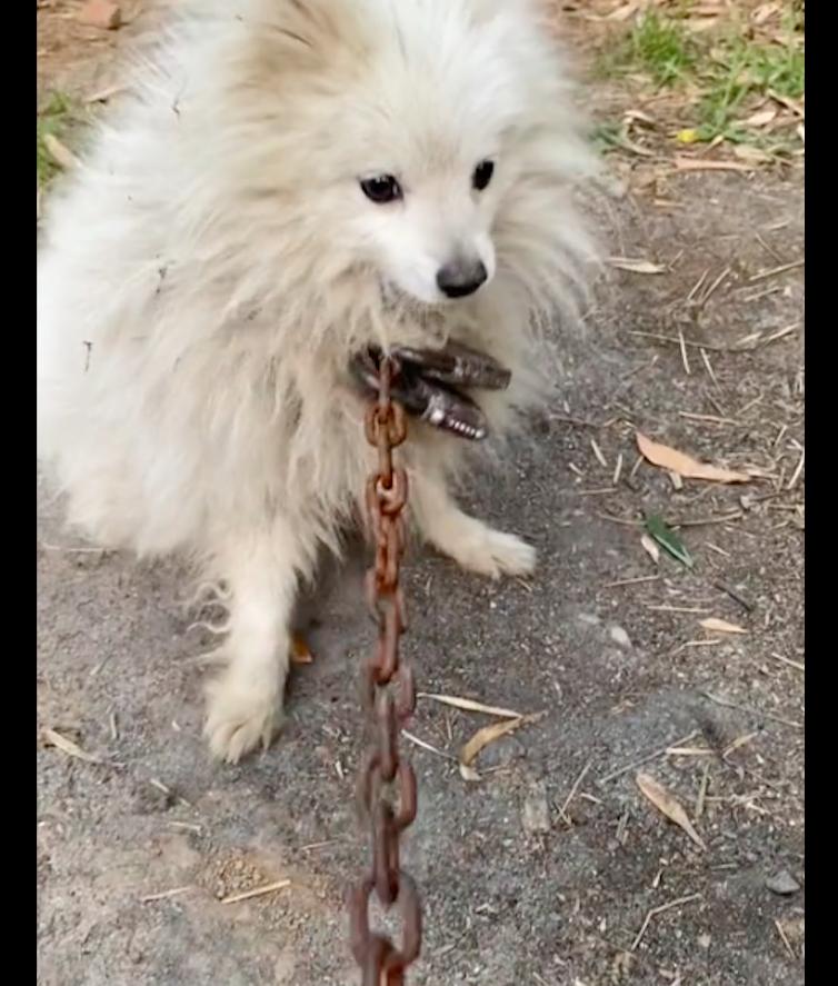 狗狗不听话把它拴起来,狗狗太凶了拴不住要把它关住
