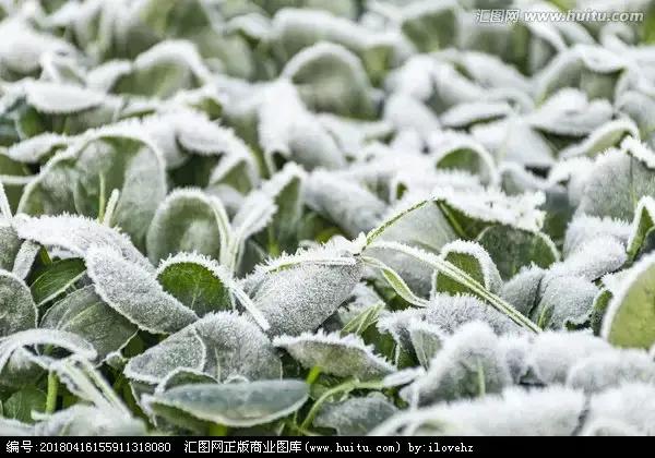 窗外雪花飘飘散文随笔,雪花漫天飞舞的散文