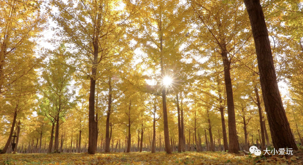 银杏最美的地方,金秋十月最美的银杏
