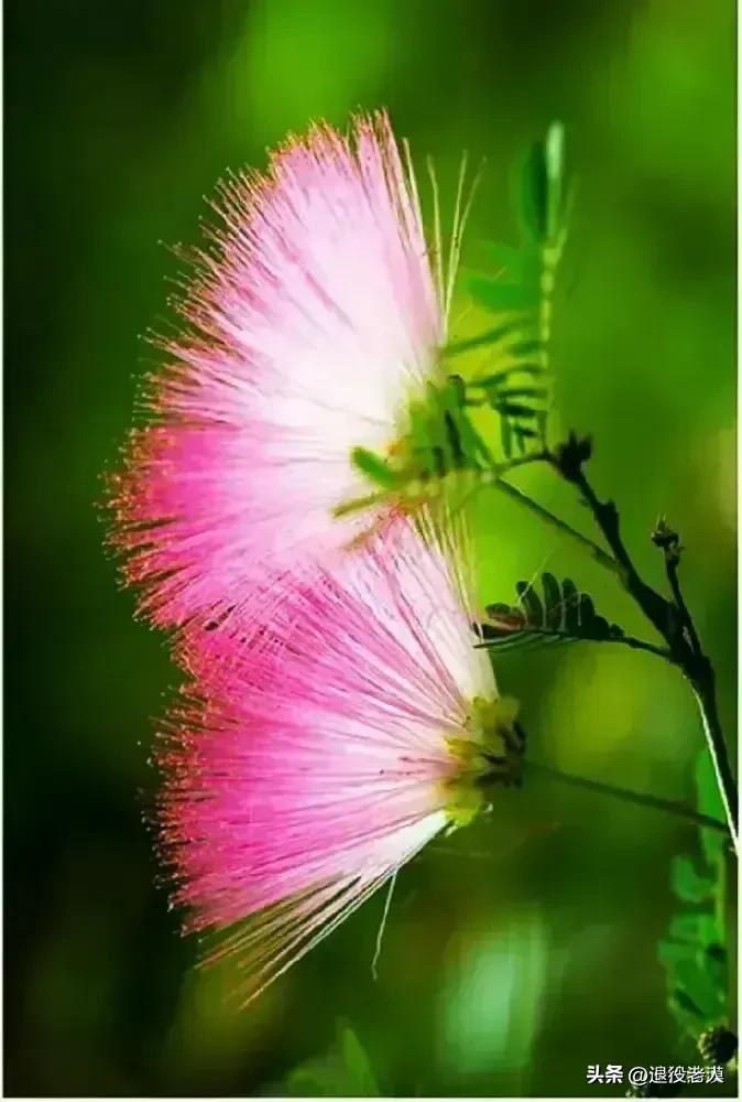 百无一用是书生啊,百无一用是书生的意思