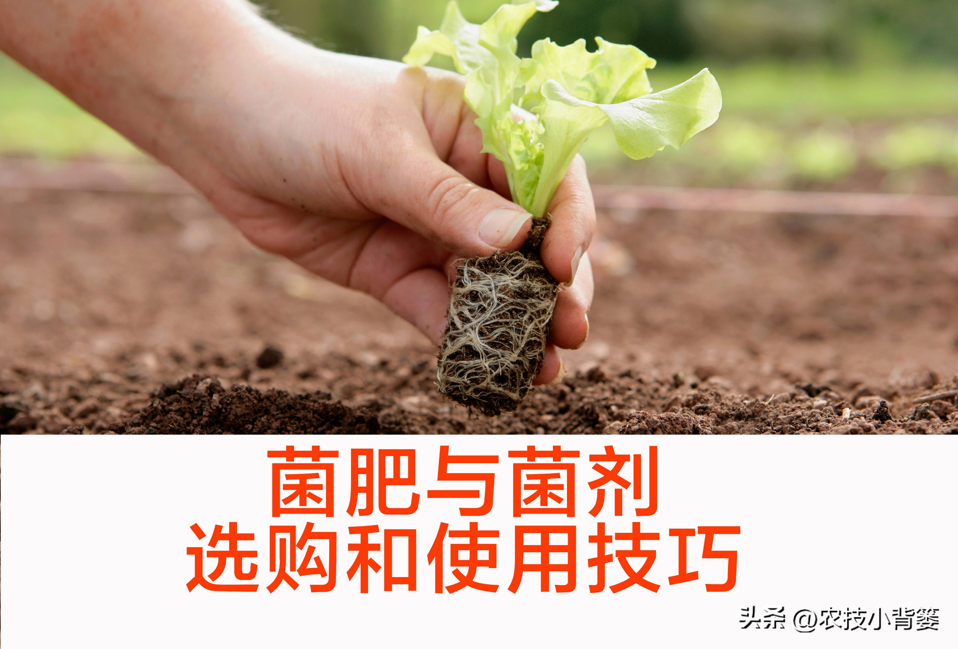 菌剂和菌肥哪一种更好,菌剂和菌肥有什么区别