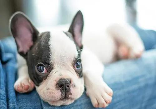 经期护理常识：狗狗来姨妈可以洗澡吗？*处私**和毛发要怎么处理？