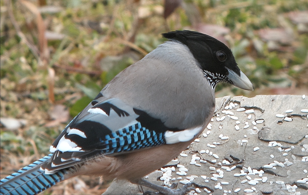 50张最佳鸟类摄影作品,鸟儿大全大图