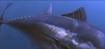 金枪鱼为什么停止游泳就会死掉,金枪鱼为什么停止游动会死