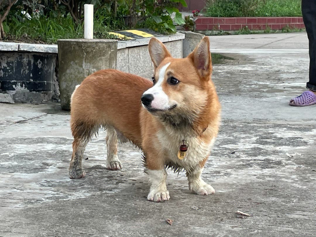 养柯基十大风险有哪些地方,养柯基十大好处和坏处