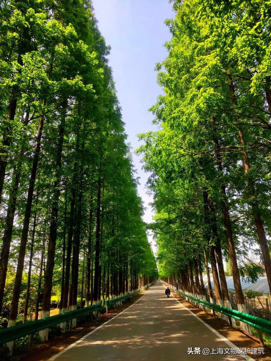 寻岛记,崇明岛的成长史