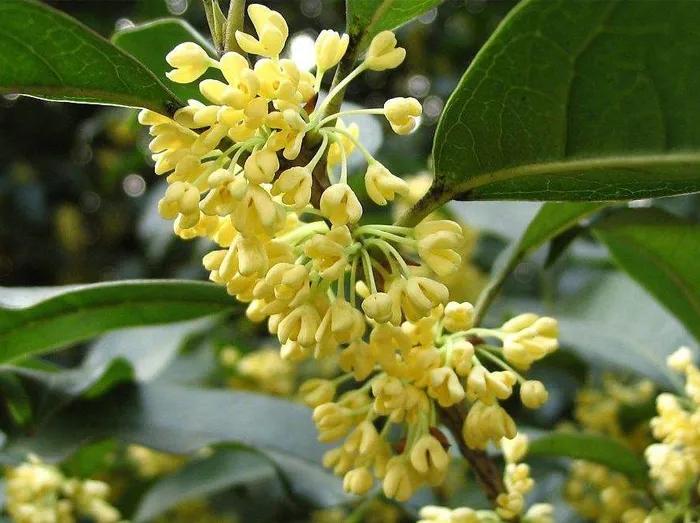 花瓣是甜的可以吃的花有哪些,花瓣可以吃的花