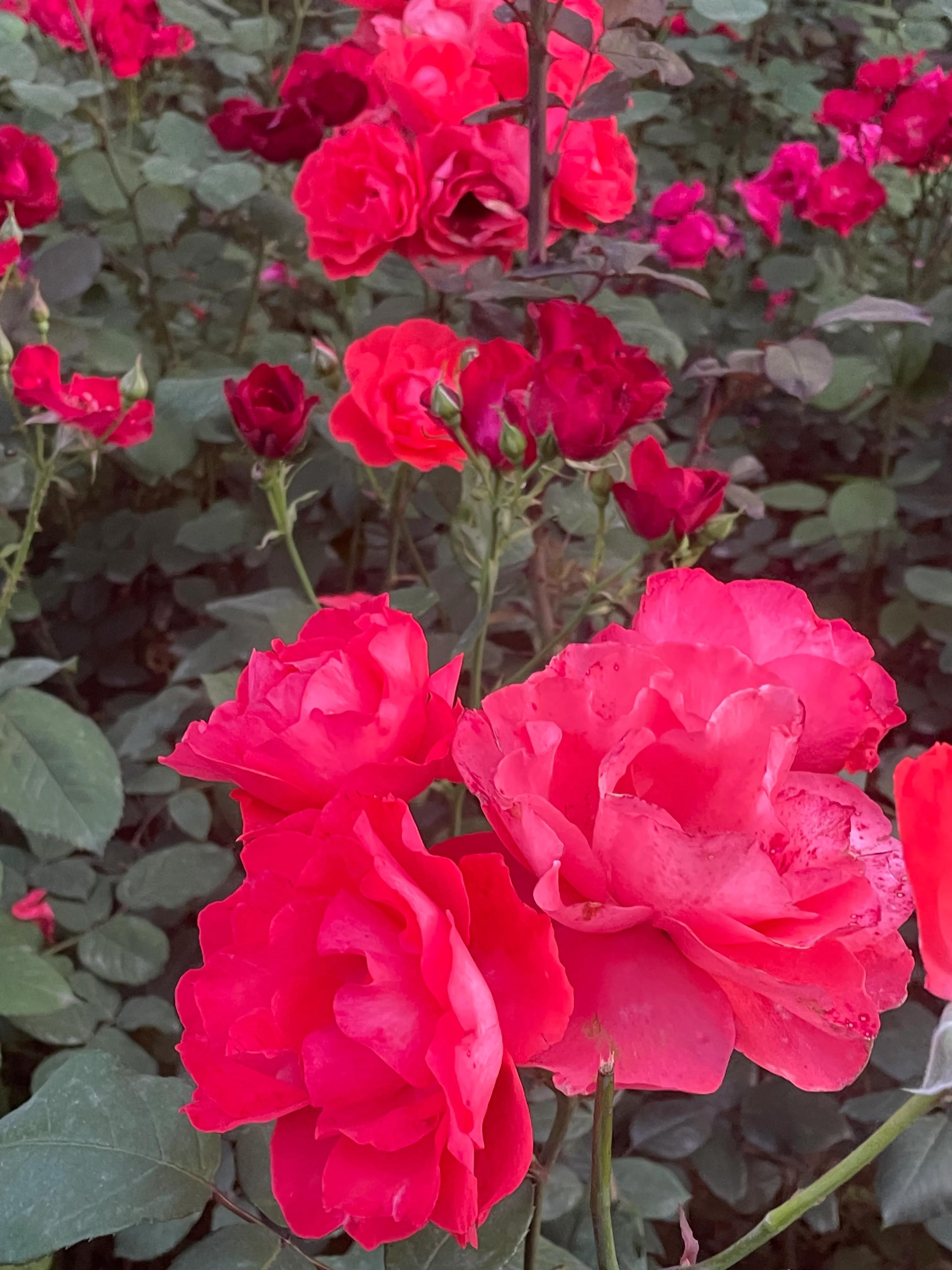 常德出游必去的景点