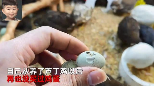 家里适合养的宠物鸡,适合室内养的宠物鸡