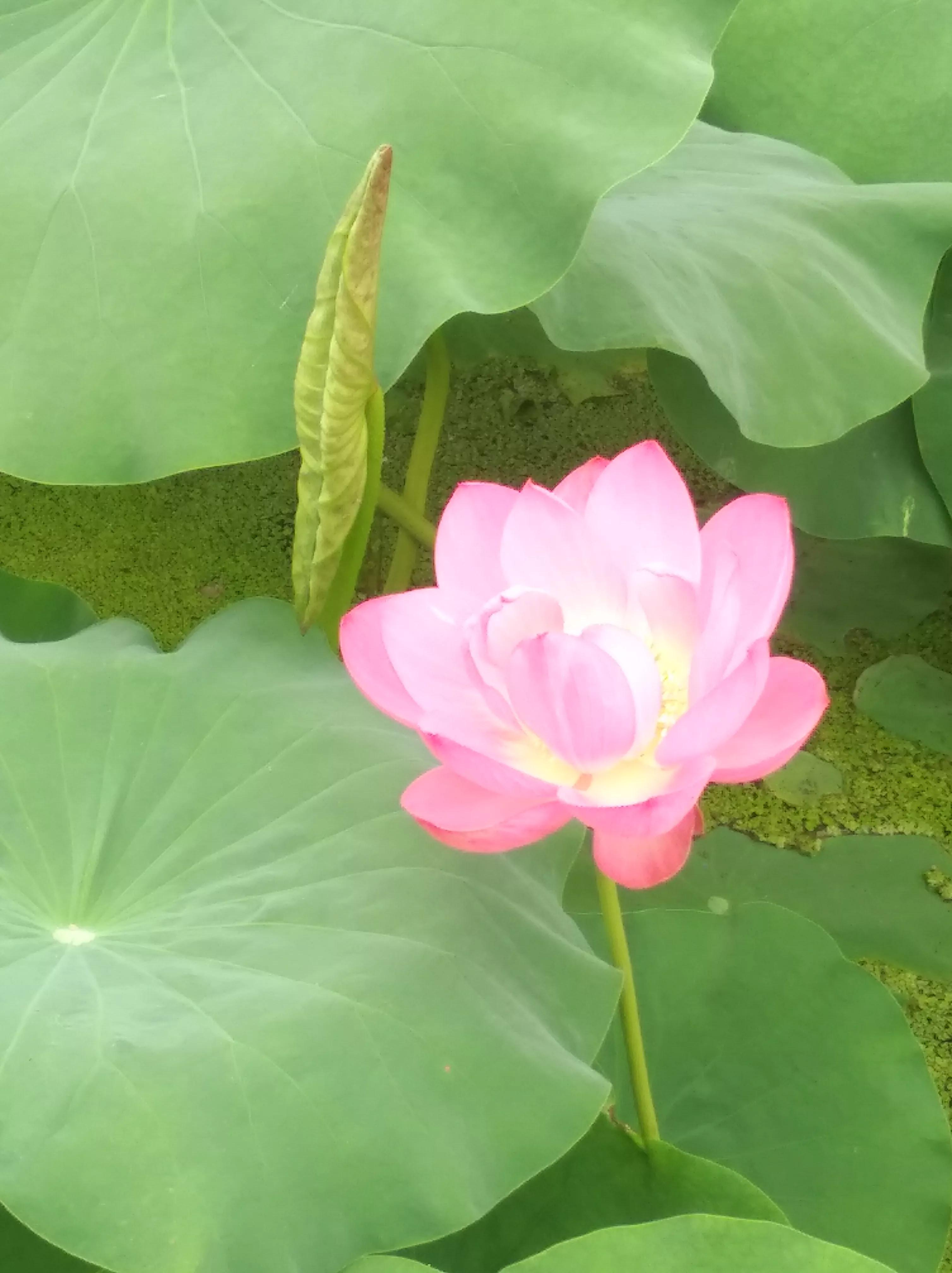 莲湖公园湖影亭,莲湖公园在哪里