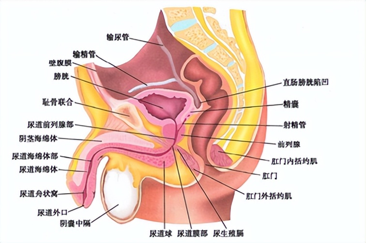 男性尿控机制什么意思,男性排尿控制机制