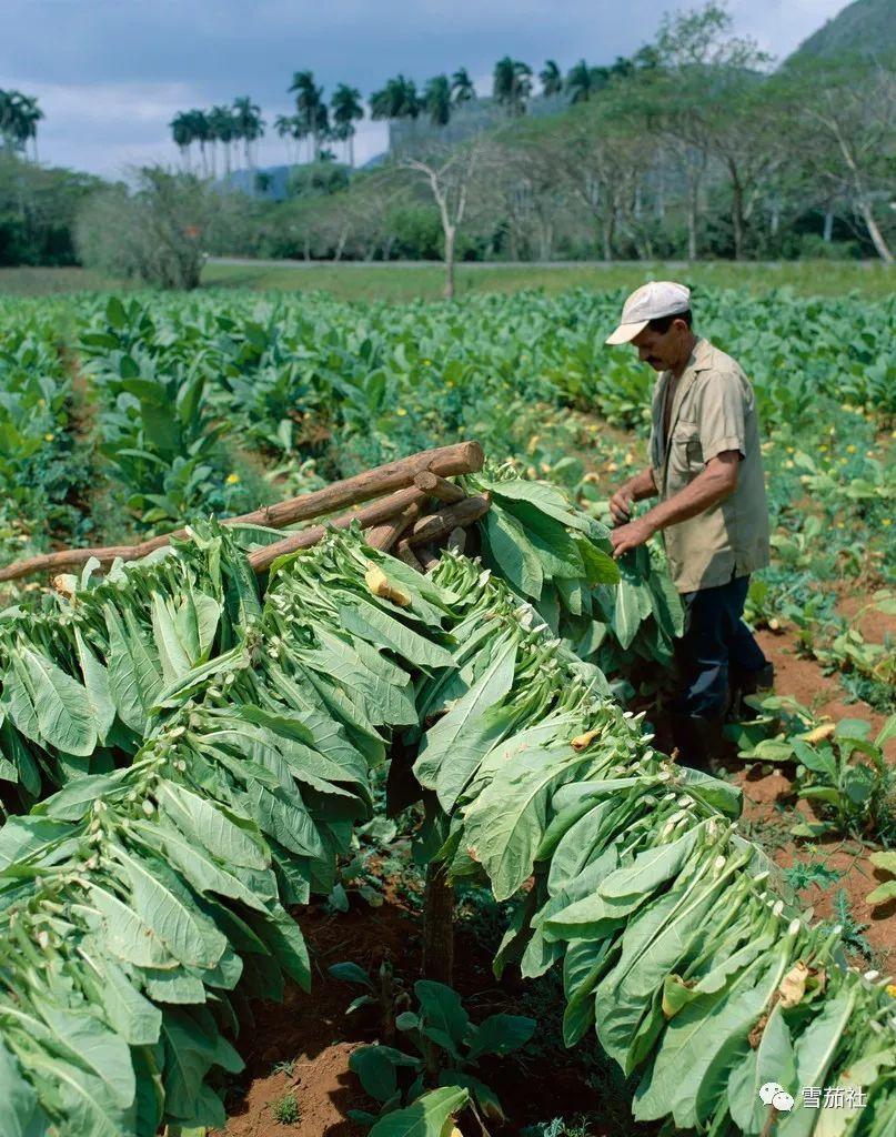 一般抽雪茄多少钱一支,几千万的身价能抽得起雪茄几年